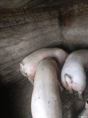 porci de carne  - imagine 2