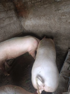 porci de carne  - imagine 3