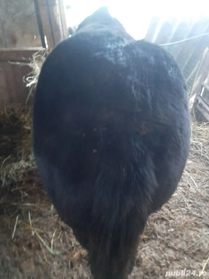 vand manz negru  - imagine 2