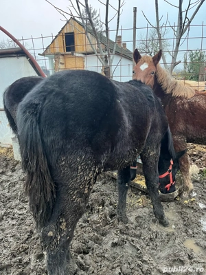 vand manz negru  - imagine 3