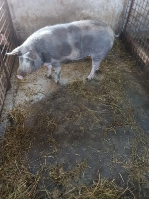 Porc de sacrificat 230 kg