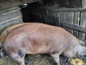 Porc de vânzare în satul Rași!