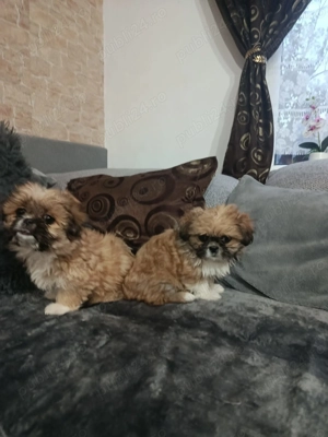 Shihtzu mini toy - imagine 2