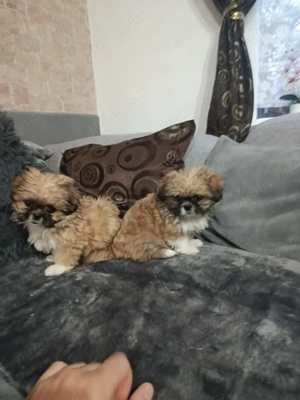 Shihtzu mini toy