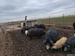 Mangalita pt sacrificat - imagine 4