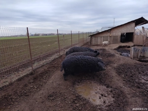 Mangalita pt sacrificat