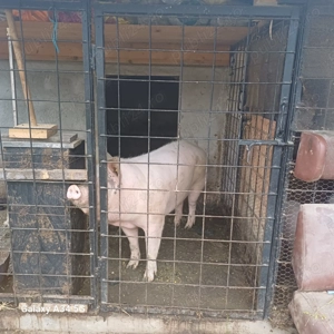 Porci pentru sacrificare