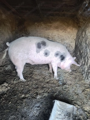 Porc de vânzare 15 lei kg