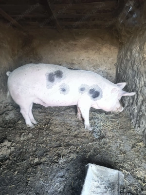 Porc de vânzare 15 lei kg - imagine 2