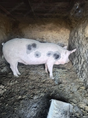 Porc de vânzare 15 lei kg - imagine 3