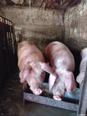 Porci de vanzare 