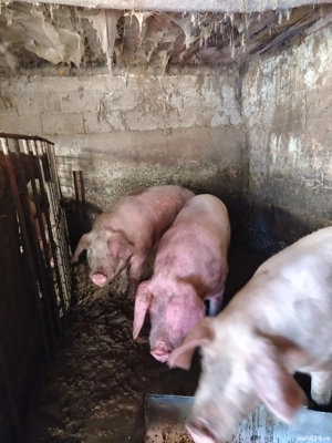 Porci de vanzare  - imagine 3