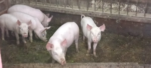 Purcei rasă carne - imagine 2