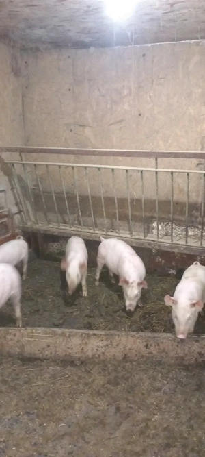 Purcei rasă carne - imagine 5