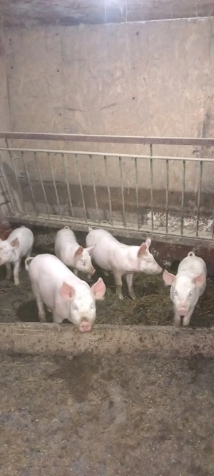 Purcei rasă carne - imagine 4