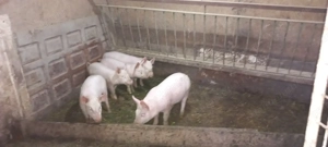 Purcei rasă carne - imagine 3