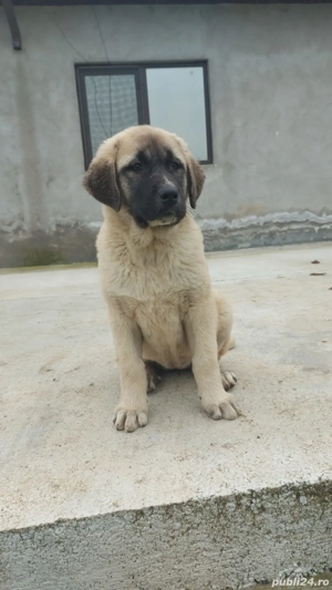 Femele kangal - imagine 2