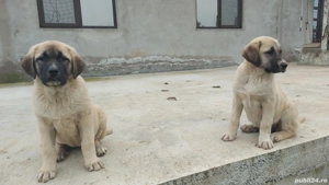 Femele kangal