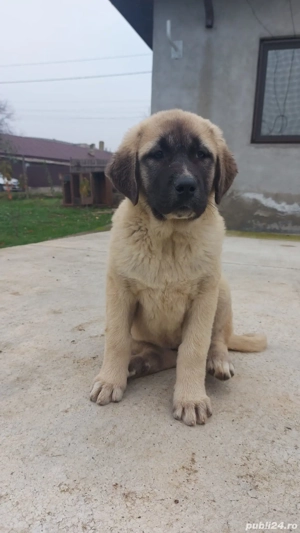 Femele kangal - imagine 3