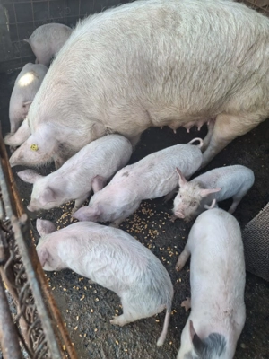 Vind purceii de 2 luni și jumate 