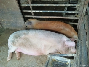 Porci de vânzare 