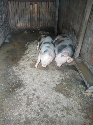 Porci de vanzare crescuti bio