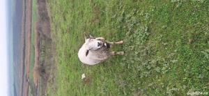 Berbec texel - imagine 3