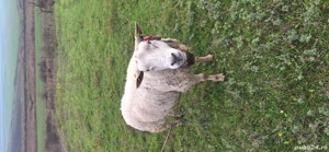 Berbec texel - imagine 2