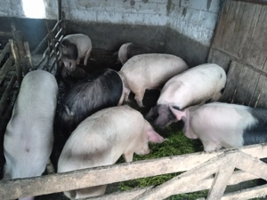 Vand porci - imagine 4