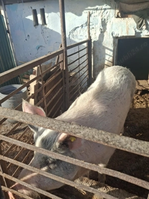 Vănd porcii   - imagine 2