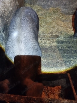 Vând porci rasă de carne - imagine 2