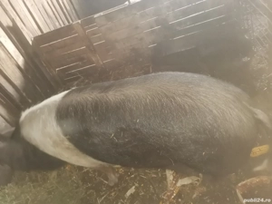 Vând scroafa Bazna pură 