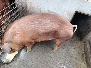 Vând porc  - imagine 2