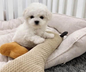 Bichon maltez vaccinat