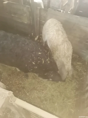 Vând scroafa Mangalita 