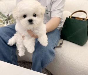 Bichon maltez față și baiat