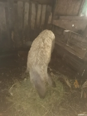 Vând scroafa Mangalita  - imagine 2