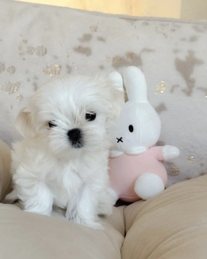 Bichon maltez față și baiat