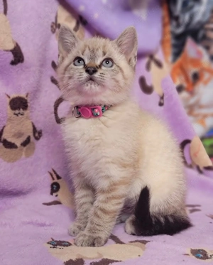 Ragdoll Lynx point  - imagine 2