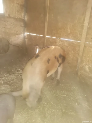 Porci carne 60-140 kg