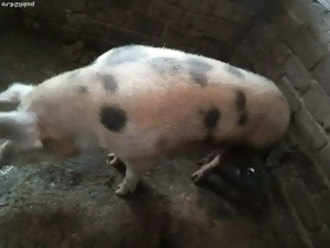 Porci mari de vânzare 