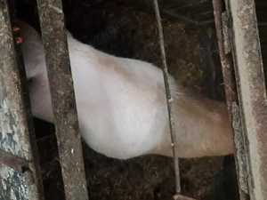 Porci de vazare mari de taiat 