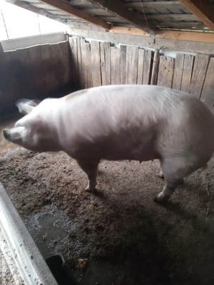 Porci mari de vânzare  - imagine 2