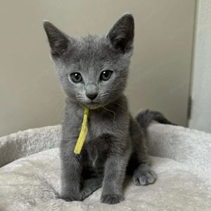 Albastru de Rusia femelă și mascul - imagine 2