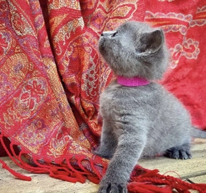 Albastru de Rusia femelă și mascul - imagine 2