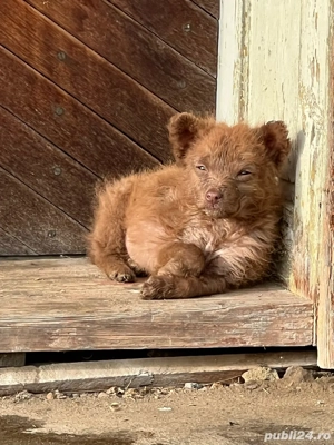 mascul Rosu Caine de intors oi, vaci capre 