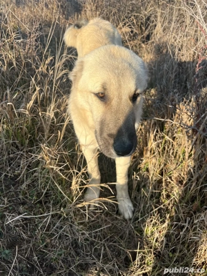 vand catea kangal 7luni 