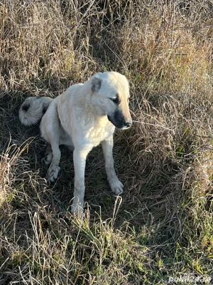 vand catea kangal 7luni  - imagine 2