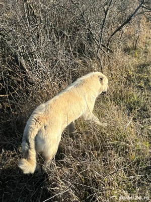 vand catea kangal 7luni  - imagine 5