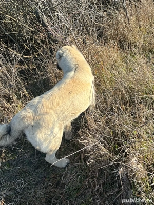 vand catea kangal 7luni  - imagine 4